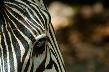 portrait of a Zebra subgenus Hippotigris