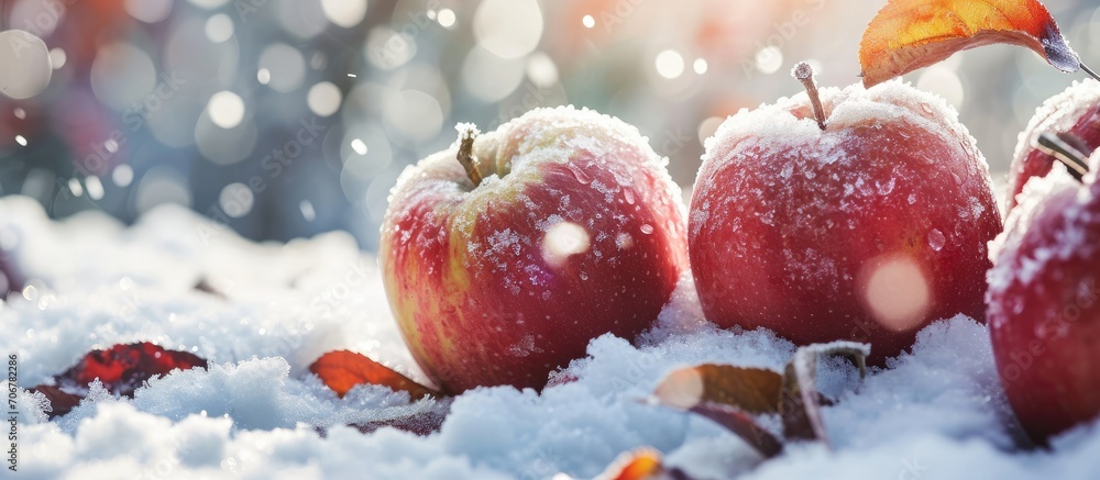Poster The apples in the orchard remained unharmed Apples on which the snow fell Rotten apples and snow. with copy space image. Place for adding text or design