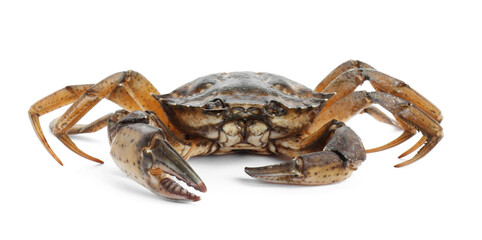 One fresh raw crab isolated on white