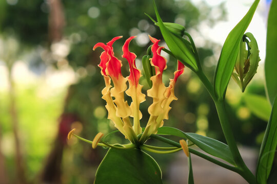 Fire lily has latin named gloriosa superba from colchicaceae. Fire flower as know flame lily flower or sungsang flower has beauty color. This flower grow in the garden