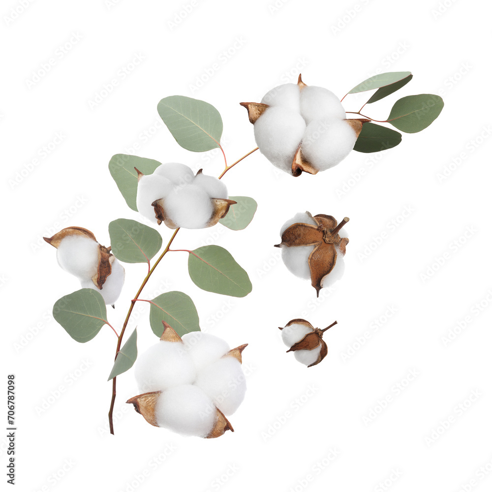 Poster cotton flowers and eucalyptus leaves falling isolated on white