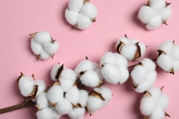 Branch with cotton flowers on pink background, top view