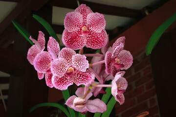 Vanda orchid flower bloom in the garden. Vanda orchid flower has pink color with spot. Vanda orchid flower from orchidaceae