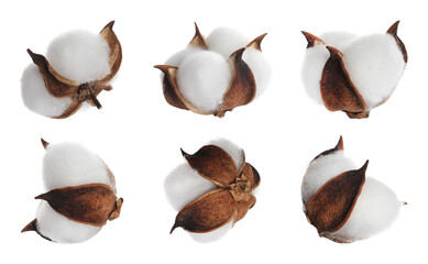 Fluffy cotton flowers isolated on white, set