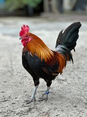Rooster on a path 