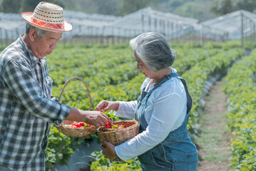 Asian elderly couple Working and happy together in the strawberry farm, wife holding a basket of strawberries who harvest produce on their organic farm. to harvest season and retirement age concept.