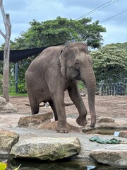 Naklejka premium elephant in the zoo