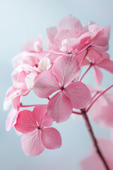 Pink hydrangea flower soft elegant vertical background, card template