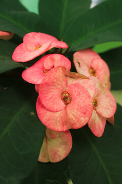 euphorbia flower blooms in the garden. euphorbia flower latin named euphorbia milii. euphorbia flower from euphorbiaceae family. this is buatiful flower
