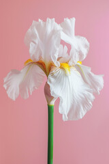 White iris flower soft elegant vertical background, card template
