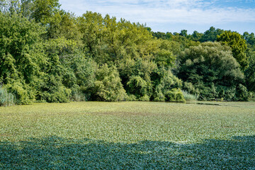 The natural growth of aquatic plants such as lotus leaves and water chestnut seedlings on the pond