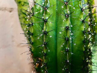 Cactus