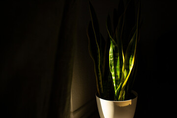 A ray of sunlight shining on an indoor snake plant.