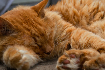 Sleeping orange cat