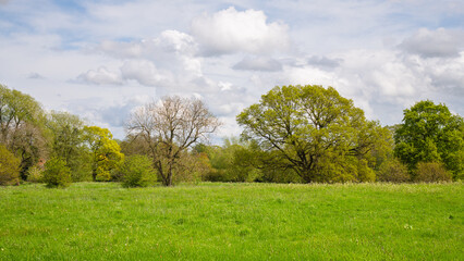 Fototapeta na wymiar Rural field in park with ancient english trees and open green space