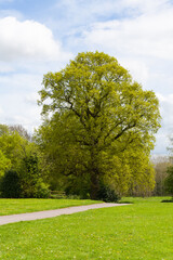 Paved path leading diagonally to ancient english oak tree