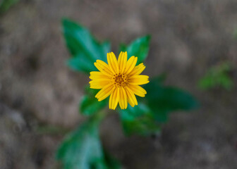 yellow flower in the garden with a green  background