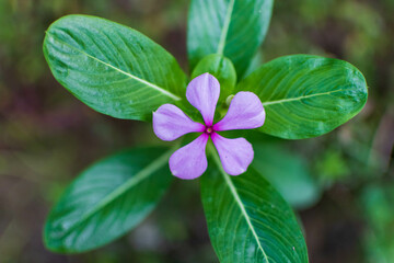 Madagascar Periwinkle flower in the garden