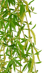 Flowering willow and spring foliage. Close-up. transparent , png . Spring . nature in detail. © 151115