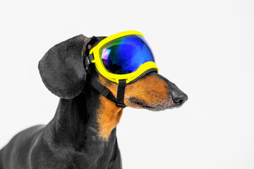 Profile of dachshund dog in a bright ski mask protecting eyes from sun, winter recreation, leisure, active sports Purposeful athlete snowboarder, extreme rest, focused Advertising ski equipment rental