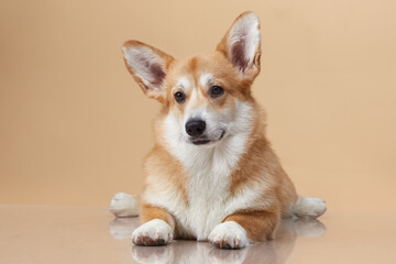 A serene Welsh Corgi lies down, one ear raised, against a soft beige background, radiating calm and tranquility