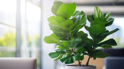 Closeup of a tall and leafy green fiddle leaf fig tree in a corner of an office.