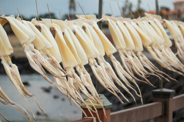 Dried squid in a row, Jeju Island, Korea