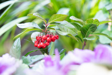 ヤブコウジの赤い果実　Ardisia japonica