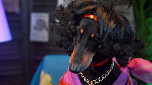 Dachshund dog in curly wig, extravagant colorful outfit nods head, greets guests at fancy dress party Bright glamorous image of spoiled pet in clothes, accessories Grooming salon, fashion for animals