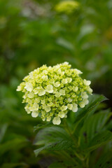 close up of wild Hydrangea plant in the garden