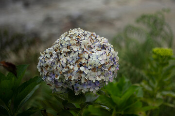 close up of Hydrangea macrophylla flowers in a beautiful garden