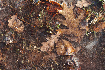 Frozen leaves in ice