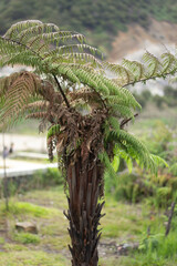 close up of tree fern in the garden