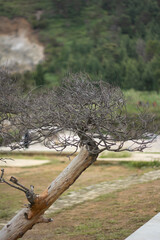 close up of dried ones in the garden