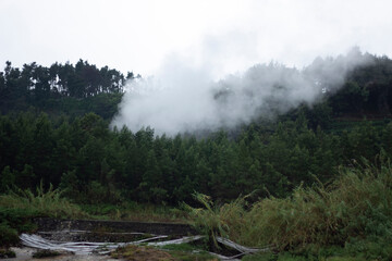landscape of a foggy forest in the afternoon