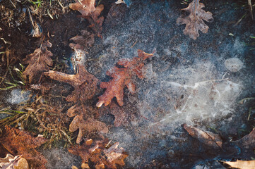 frozen oak leaves