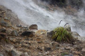plants that live near mountain craters
