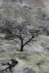 plants that die because they live near a mountain crater