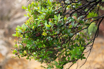close up of white teruntum ornamental plants in the garden
