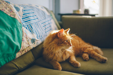 Orange cat relaxes on loveseat in sunlight