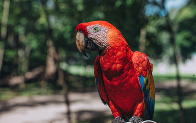 Guacamayas Rojas