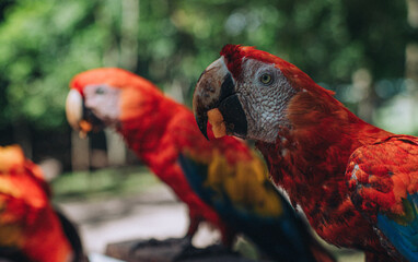 Guacamayas Rojas