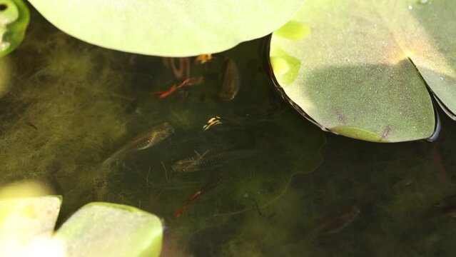 Pond Life: Water Lilies and Fish