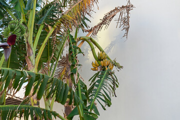 banana tree with bananas near a residential complex 1 - obrazy, fototapety, plakaty