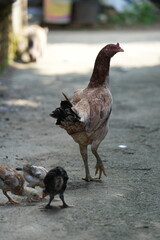 Village chickens looking for food