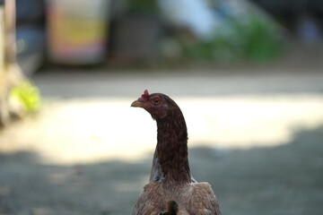 Village chickens looking for food