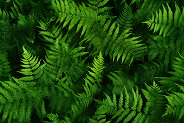 Fototapeta na wymiar ferns green leaves background wall texture pattern seamless