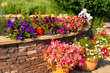 Various colorful petunias in pots in the summer garden