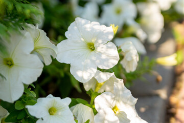 White petunias in the summer garden