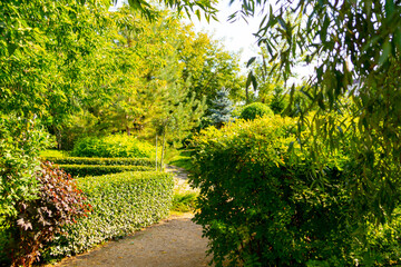 Fototapeta na wymiar A summer garden with landscaping